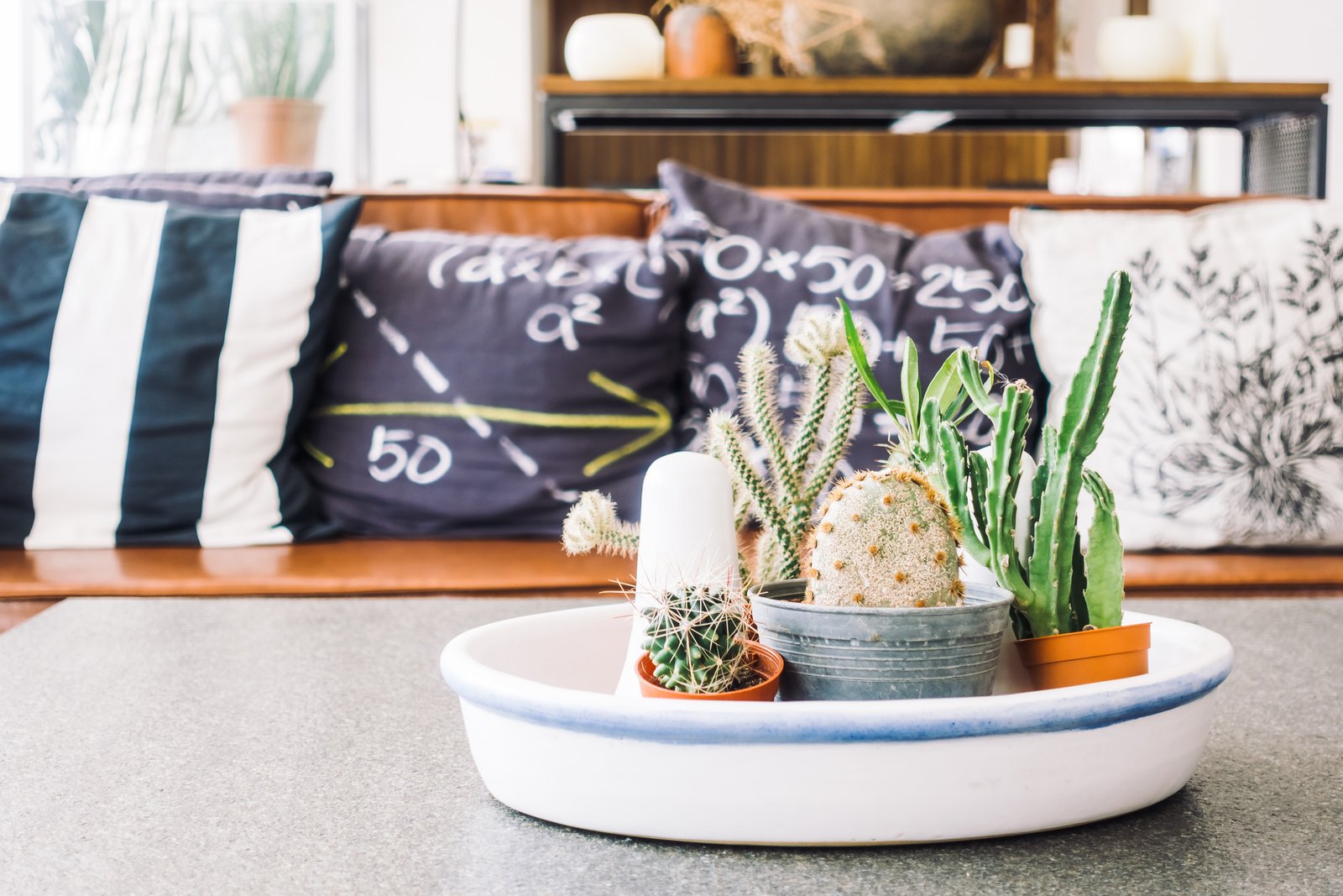 Cactus and pillows in a warm living room